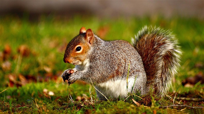 squirrel-Wild Animal HD Wallpapers Views:36530 Date:2012/4/21 10:35:58