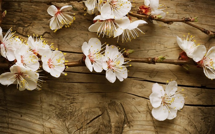 fleurs d'été-fond d'écran photographie Fleurs Vues:8952