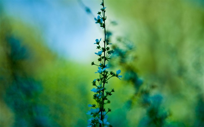 fleurs d'été-fond d'écran photographie Fleurs Vues:8691