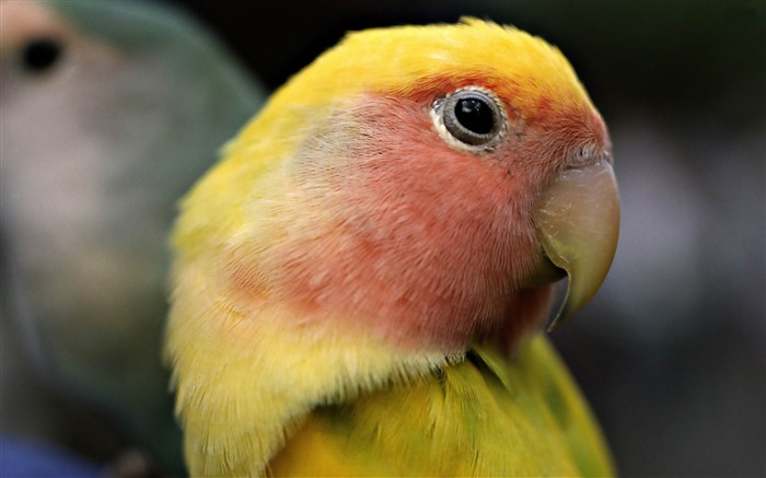 sun parakeet-Bird photography wallpaper Views:10018 Date:2012/4/12 2:23:17