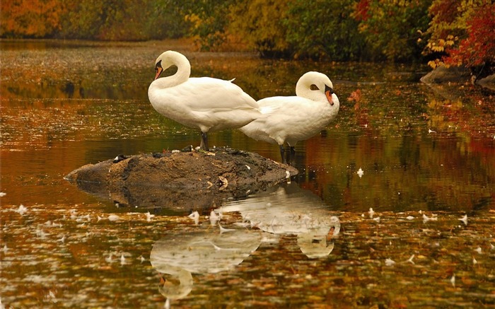 swans-Bird photography wallpaper Views:9911 Date:2012/4/12 2:23:57