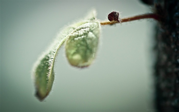 fotografía pequeña rama-Macro fotografía Vistas:7683