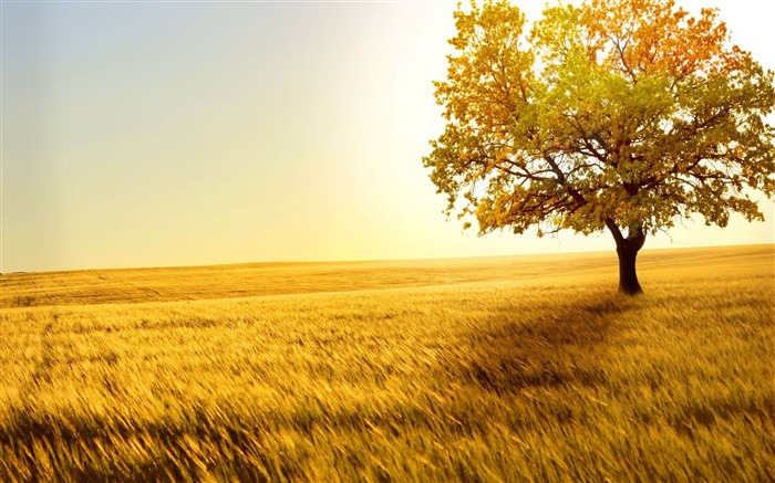 tree-Microsoft Windows 8 system wallpaper Views:17978 Date:2012/4/15 21:02:47