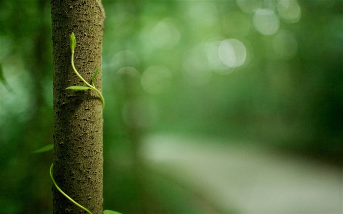 árvore bokeh-Plantas fotografia HD papel de parede Visualizações:11483