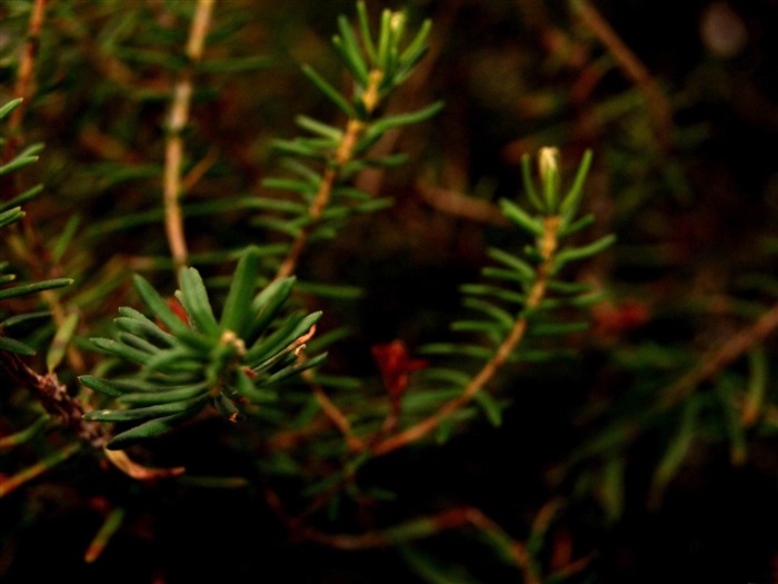 Fondo de pantalla de fotografía verde-Macro Vistas:7883