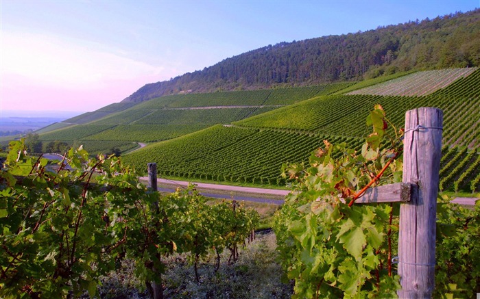 vignes-beaux fonds d'écran nature paysage Vues:9695