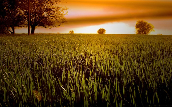 champ de blé at sunset-beaux fonds d'écran nature paysage Vues:12522