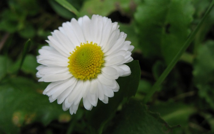 fleurs blanches-fond d'écran photographie Fleurs Vues:8939