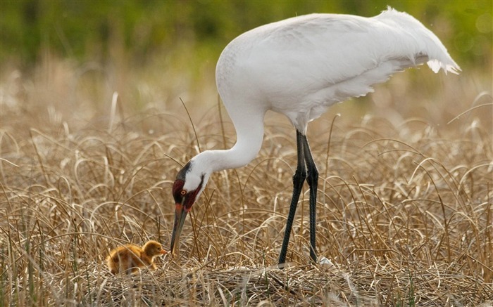 whooping crane-Bird photography wallpaper Views:21739 Date:2012/4/12 2:24:39