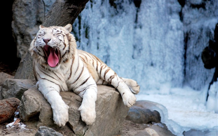 yawning tiger-Wild Animal HD Wallpapers Views:39510 Date:2012/4/21 10:37:45