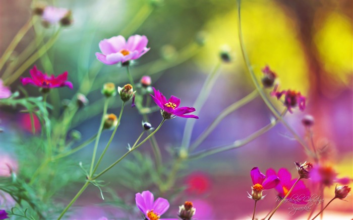 Amazing-Flowers macro photography wallpaper Views:11750 Date:2012/5/23 3:50:58