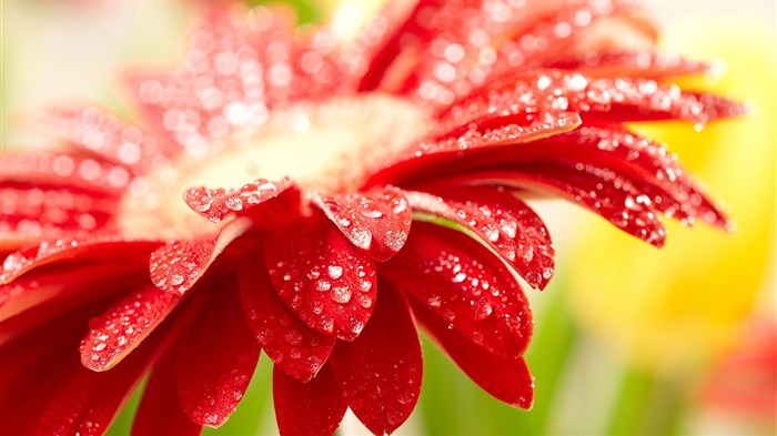 Amazing red-Flowers macro photography wallpaper Views:10399 Date:2012/5/23 3:51:25