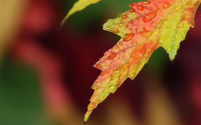 秋の葉-自然の植物の壁紙 ブラウズ:10952