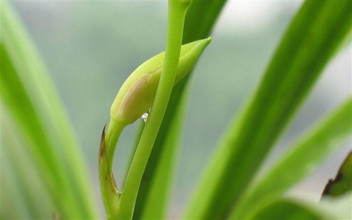 Budding flower-flowers photo wallpaper Views:10530 Date:2012/5/1 16:07:11