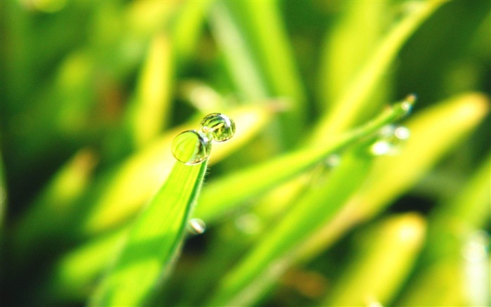 L'herbe de rosée vert-photographie plantes fond d'écran Vues:9104