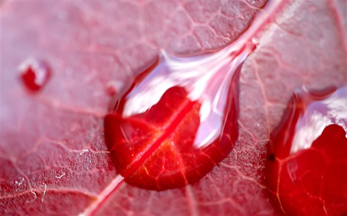 Red leaf Dew-natural plant wallpaper Views:10710 Date:2012/5/26 22:49:06