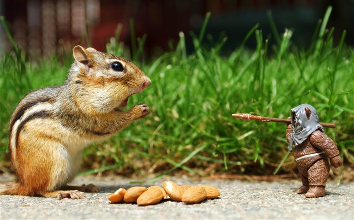 小さなリス-動物写真の壁紙 ブラウズ:14781