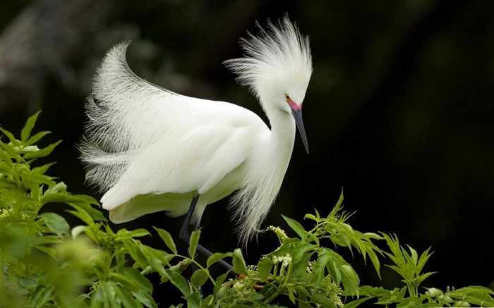 Snowy Egret-Bird Photography Wallpaper Views:10838 Date:2012/5/6 10:35:53