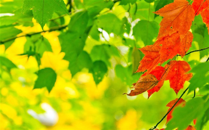 Belles plantes naturelles fonds d'écran Vues:32271