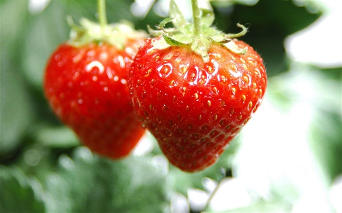 Fondo de fotografía de fresas rojas plantas Vistas:10404