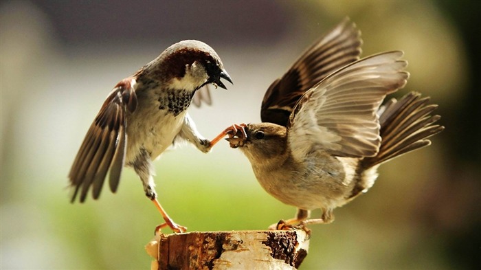 兩隻鳥 - 動物攝影壁紙 查看次數:13006