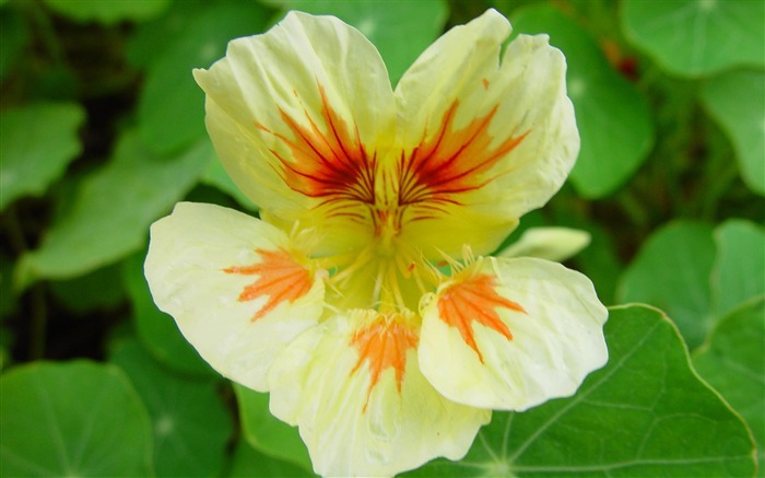 albino nasturtium-flowers photo wallpaper Views:12401 Date:2012/5/1 16:01:13