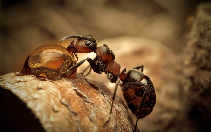 ant drinking water-Animal photography wallpaper Views:15336 Date:2012/5/21 22:38:57