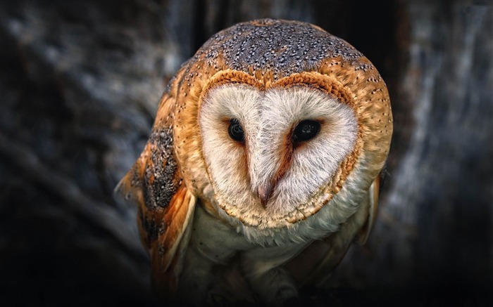 australian masked owl-Bird Photography Wallpaper Views:12832 Date:2012/5/6 10:22:03