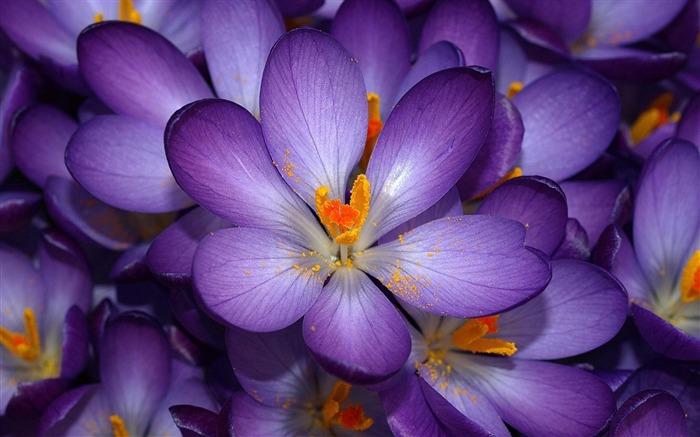 autumn purple crocus-Flowers macro photography wallpaper Views:15206 Date:2012/5/23 3:52:17