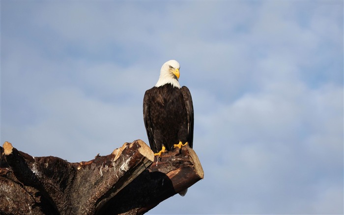 bald eagle-Bird Photography Wallpaper Views:12106 Date:2012/5/6 10:22:48