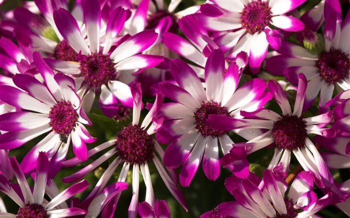 de belles fleurs-Fleurs macro photographie fonds d'écran Vues:11909