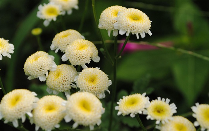 de belles fleurs jaunes-fleur photo papier peint Vues:10907