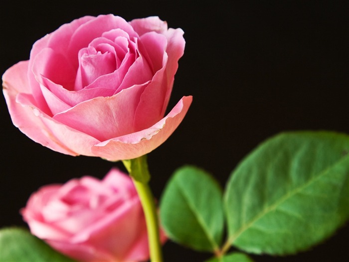 best pink roses-Flowers macro photography wallpaper Views:13323 Date:2012/5/23 3:53:49