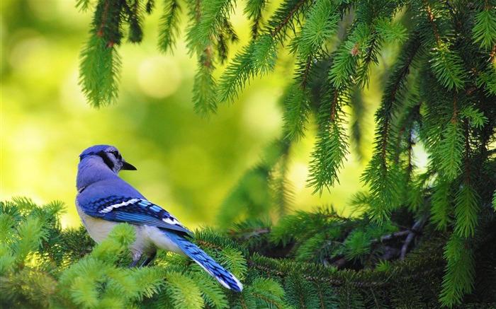 青カケス鳥-動物写真の壁紙 ブラウズ:18059