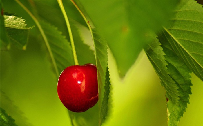 les cerises rouges bien mûrs-photographie plantes fond d'écran Vues:10690