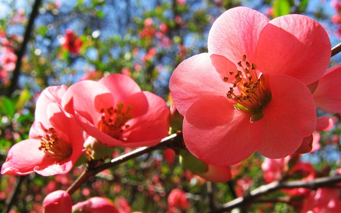 桜の花-夏の花の壁紙 ブラウズ:14775