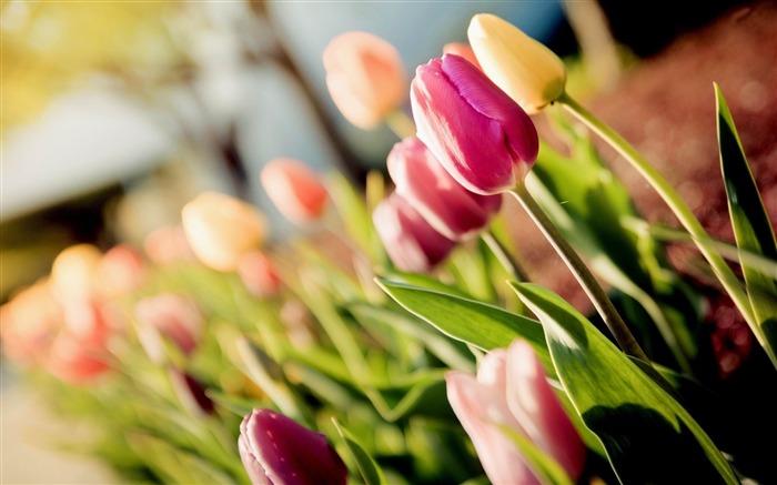 color tulips-flowers desktop wallpaper Views:10216 Date:2012/5/20 9:14:54