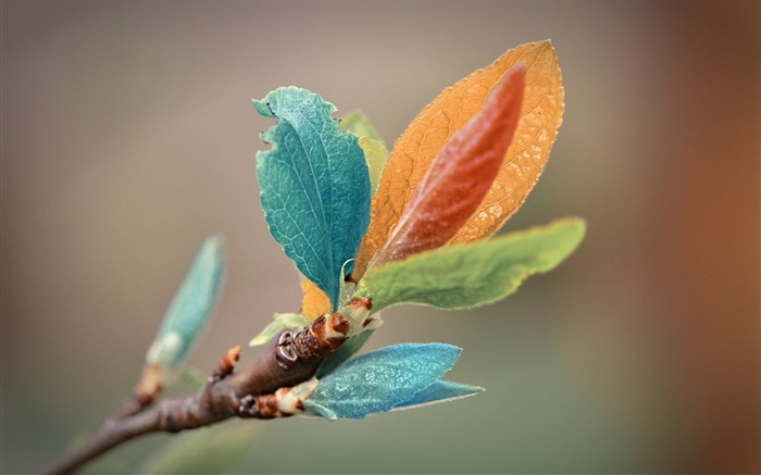 カラフルな葉-自然の植物の壁紙 ブラウズ:11089