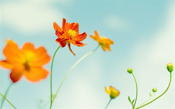 cosmos-Fleurs macro photographie fonds d'écran Vues:10901