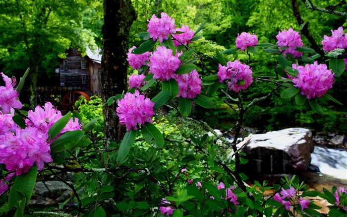 夏季花-鲜花摄影壁纸 浏览:9890