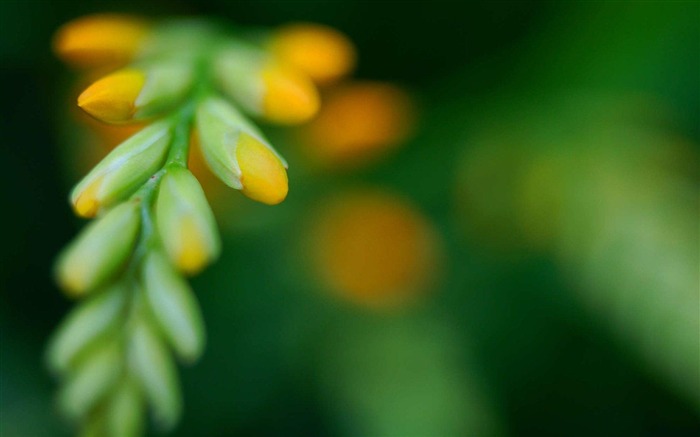 crocosmia-Linux OS fondo de pantalla Vistas:9582