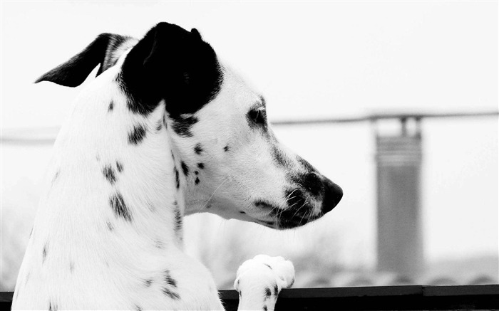 dalmatian-Linux OS fondo de pantalla Vistas:14174