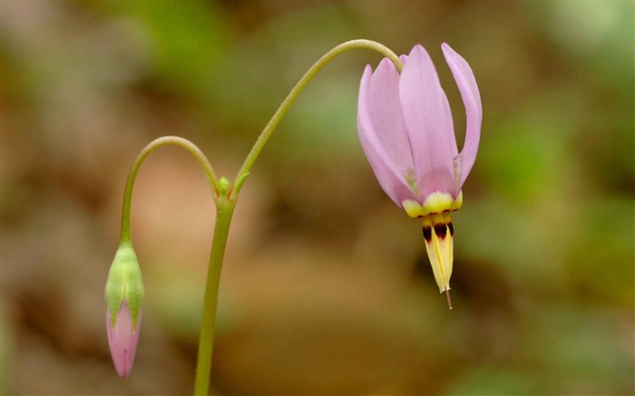 流星花-鲜花摄影壁纸 浏览:10451