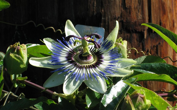 Floresta exótica - flores, papel de parede da foto Visualizações:22850