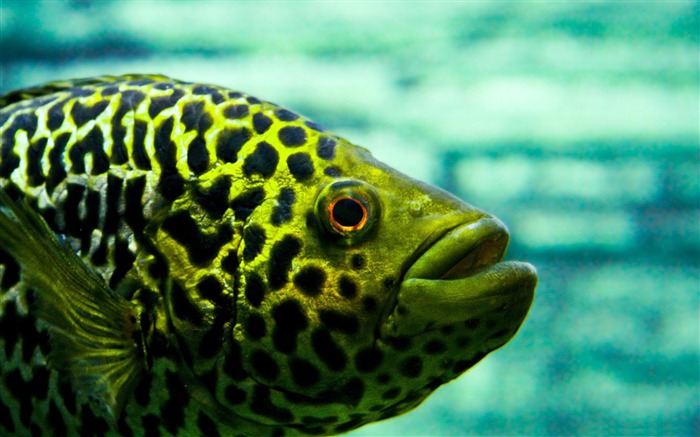 fish-Animal photography wallpaper Views:9119 Date:2012/5/21 22:50:49