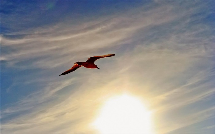 flight at sunset-Bird Photography Wallpaper Views:10273 Date:2012/5/6 10:26:44