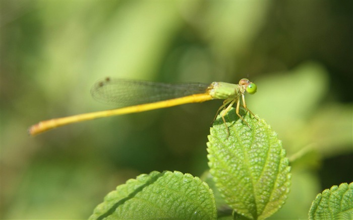 fly closeup-Animal photography wallpaper Views:9937 Date:2012/5/21 22:39:58