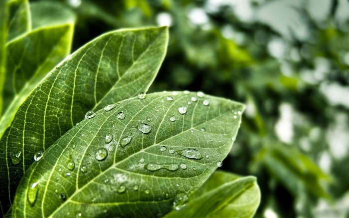 Fondo de fotografía de frescura-plantas Vistas:9628