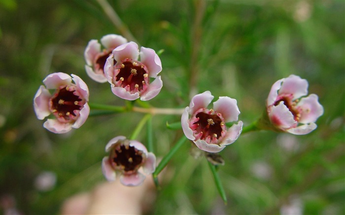 geraldton wax opening-flowers photo wallpaper Views:10046 Date:2012/5/1 16:08:37