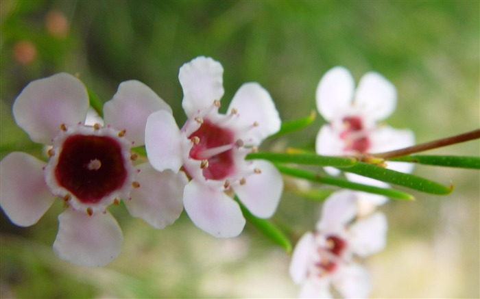 gerladton蜡花盛开-鲜花摄影壁纸 浏览:15001